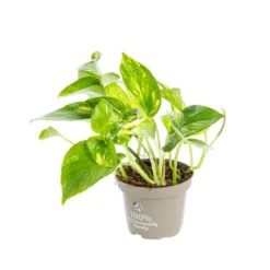 Pothos Aureus. Le pot Ø 12 cm