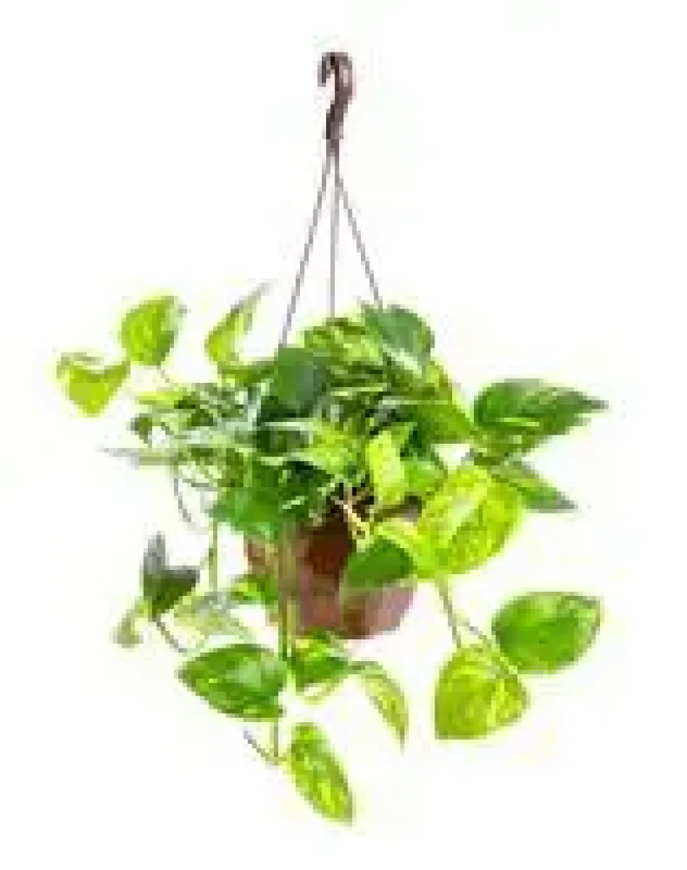 Pothos Aureus suspension Ø15xH40 cm