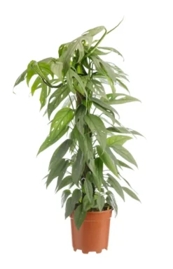 Pothos Cebu Blue vert. Le pot Ø 17 cm