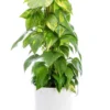 Pothos doré vert sur tuteur mousse en pot blanc émaillé botanic®. Le pot Ø 24 cm
