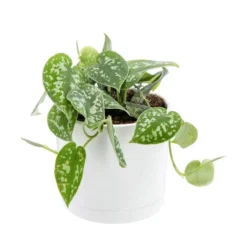 Pothos pictus vert en pot blanc émaillé botanic®. Le pot Ø 15 cm