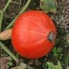 Potimarron Uchiki Kuri Bio. Le pot de 10,5 cm