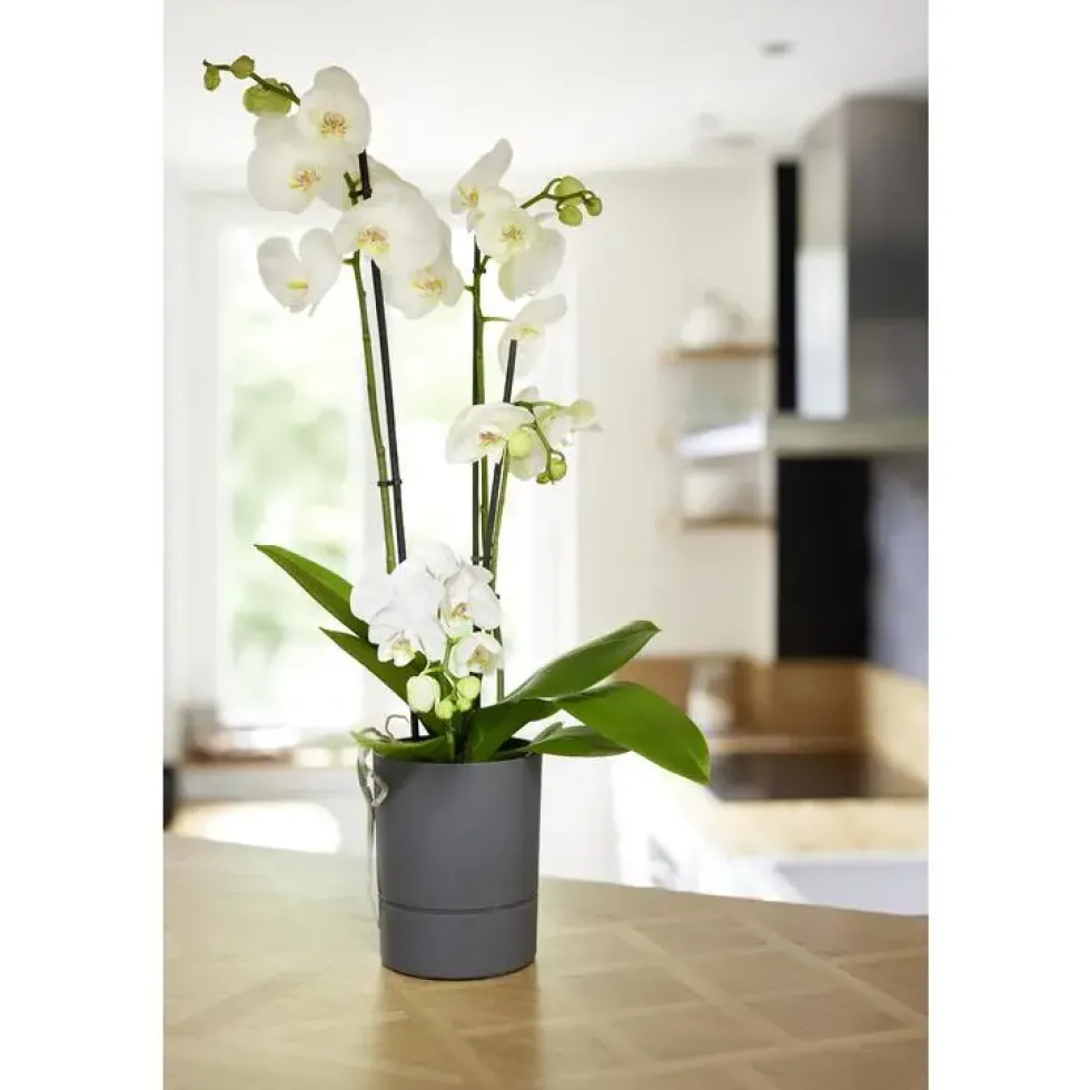 Pot Orchidée Aquaduo gris anthracite 1,3 L