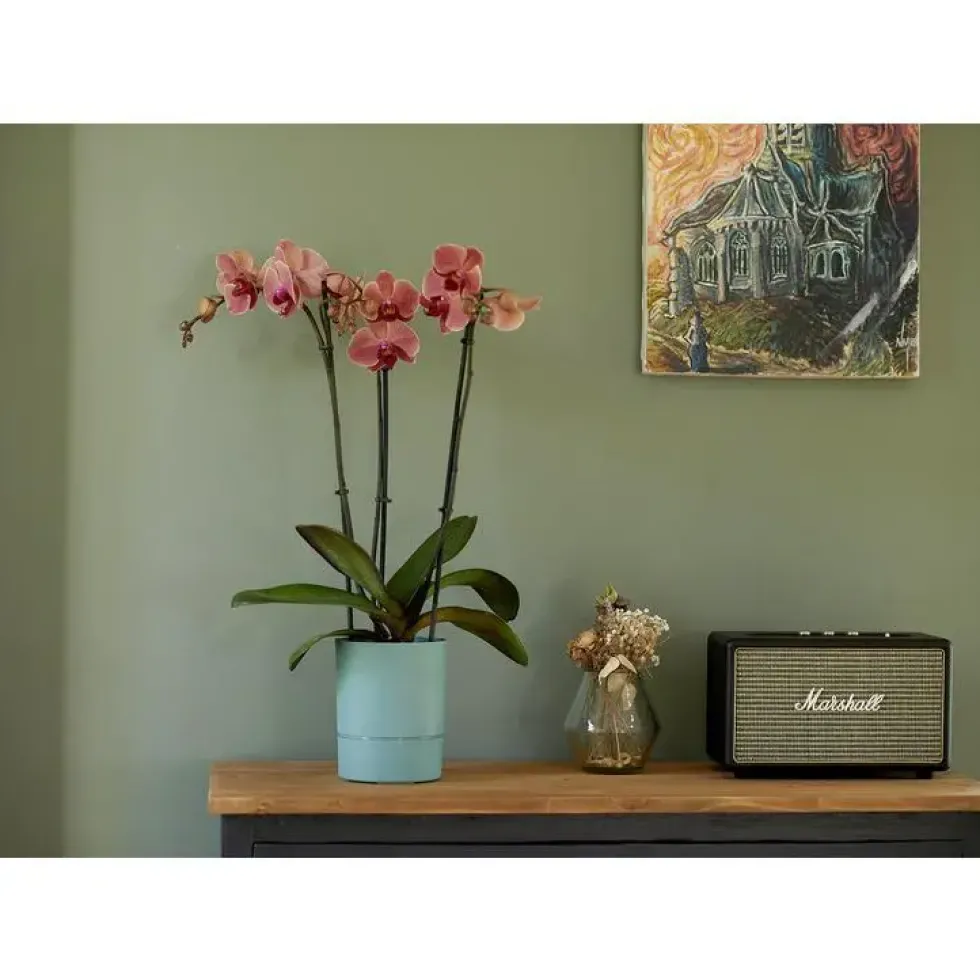 Pot Orchidée Aquaduo vert eucalyptus 1,3 L
