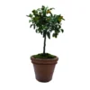 Pot Toscane en terre cuite claire - Ø60 x H50