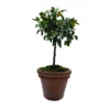 Pot Toscane en terre cuite claire - Ø50 x H41