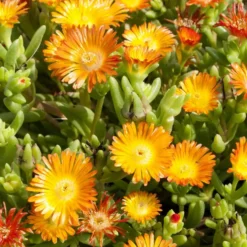 Pourpier vivace variété Wow orange wonder. Le pot de 2 L