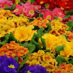 Primevère des jardins - La jardinière de 25 cm