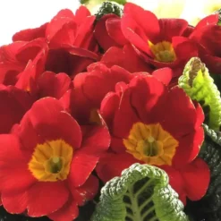 Primevère des jardins x 3 - Le panier déco de 20 cm