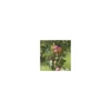 Prunier Mirabelle De Nancy Bio. En racine nue, forme gobelet