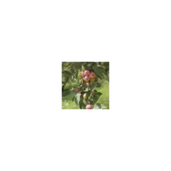 Prunier Mirabelle De Nancy Bio. En racine nue, forme gobelet