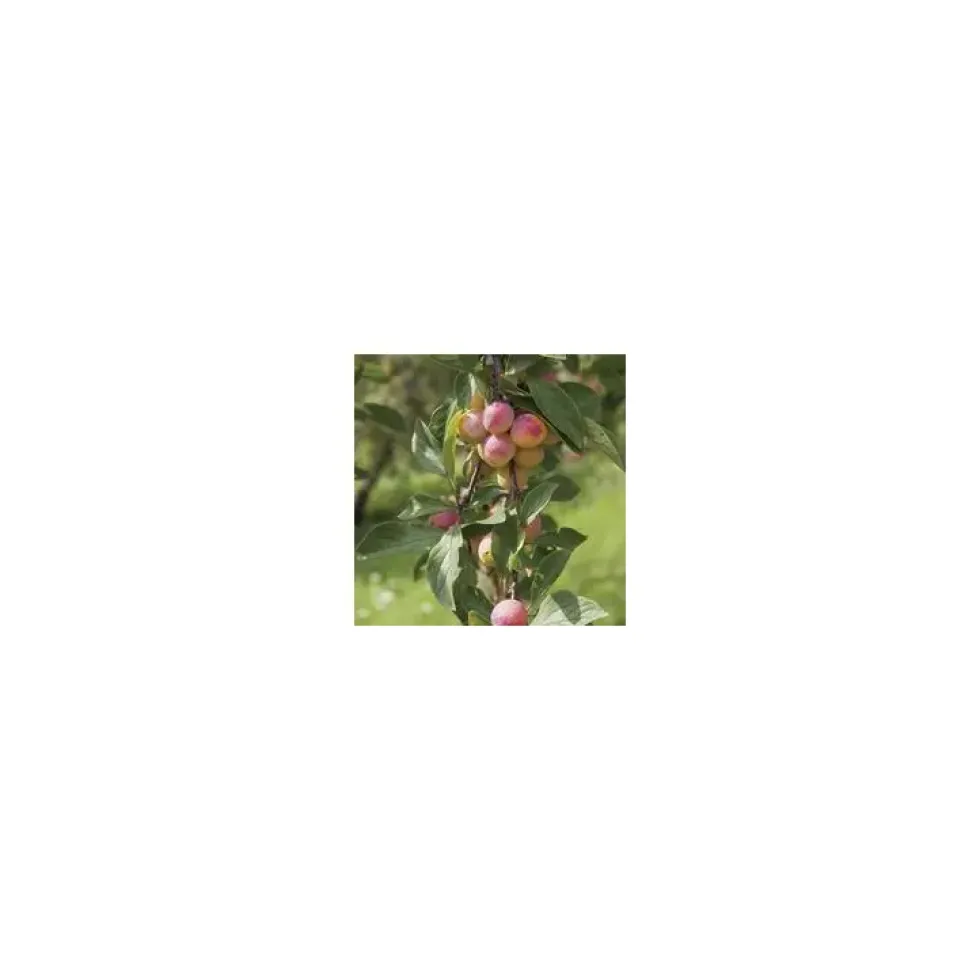 Prunier Mirabelle De Nancy Bio. En racine nue, forme gobelet
