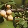 Prunier Mirabelle De Nancy. En racine nue, forme gobelet