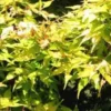 Prunier Mirabelle De Nancy. En racine nue, forme 1/2 tige calibre 8/10