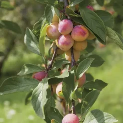 Prunier Mirabelle De Nancy. Le pot de 7,5 litres
