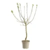 Prunier Reine Claude Doree. Le pot de 12 litres, forme gobelet