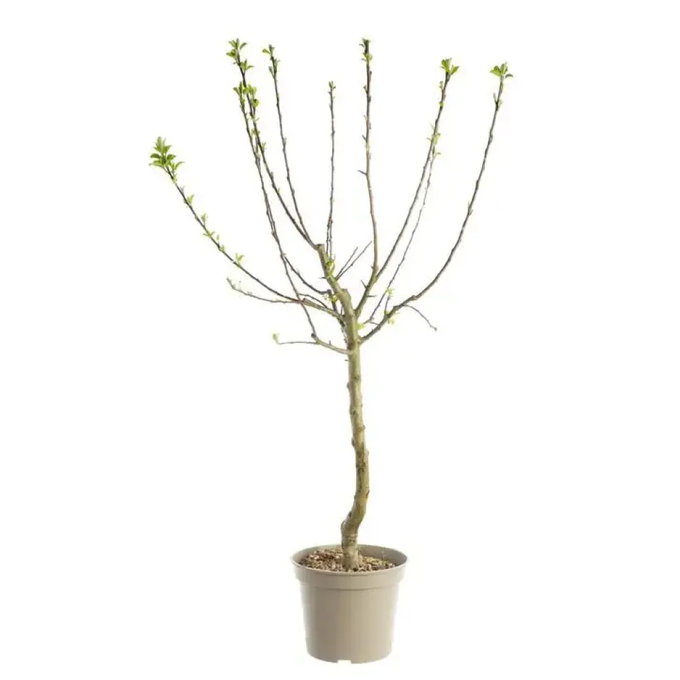 Prunier Reine Claude Doree. Le pot de 12 litres, forme gobelet