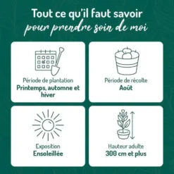 Prunier Reine Claude Doree. Le pot de 12 litres, forme gobelet