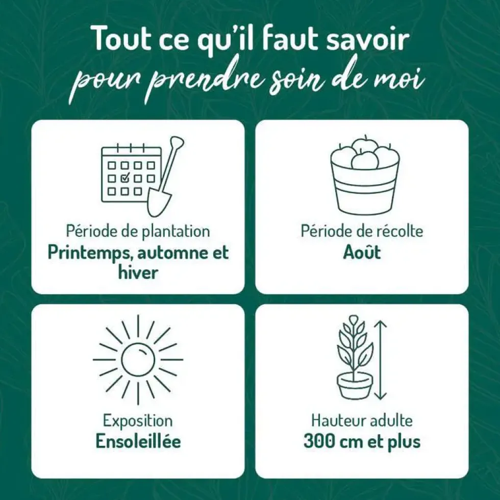 Prunier Reine Claude Doree. Le pot de 12 litres, forme gobelet