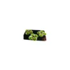 Pétoncles farcis bio Papilles bio - 150 g