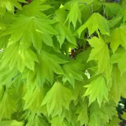 Érable du Japon Acer Shirasawanum Aureum Moon nain. Le pot de 5 litres