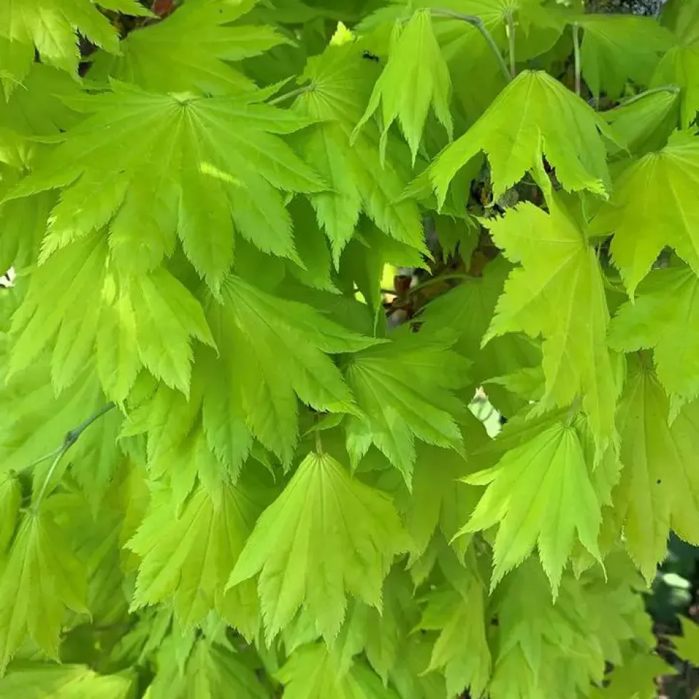 Érable du Japon Acer Shirasawanum Aureum Moon nain. Le pot de 5 litres