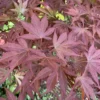 Érable du Japon Atropurpureum rouge. Le pot de 5 litres