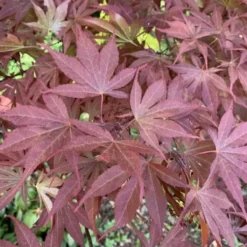 Érable du Japon Atropurpureum rouge