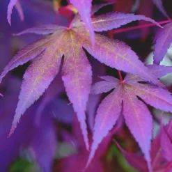 Érable du Japon Bloodgood (Acer Palmatum). Le pot de 3 litres