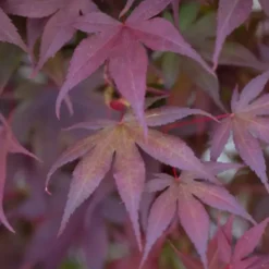 Érable du Japon Bloodgood rouge. Le pot de 10 litres