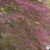 Érable du Japon Dissectum Garnet rouge. Le pot de 15 litres