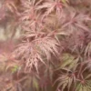 Érable du Japon Dissectum Inaba Shidare rouge. Le pot de 5 litres, 40/50 cm
