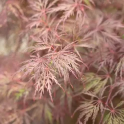 Érable du Japon Dissectum Inaba Shidare rouge. Le pot de 5 litres, 40/50 cm