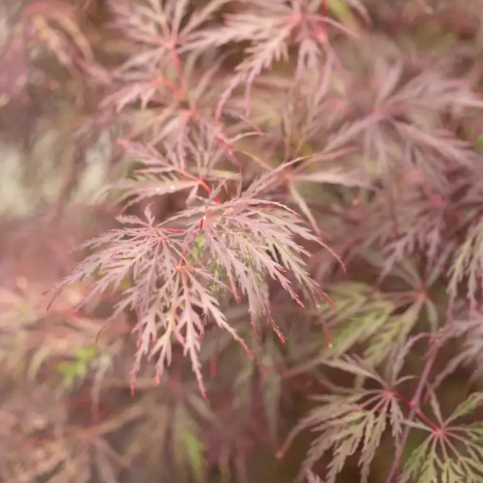 Érable du Japon Dissectum Inaba Shidare rouge. Le pot de 5 litres, 40/50 cm
