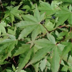 Érable du Japon vert. Le pot de 12 litres, forme ½ tige 120 cm
