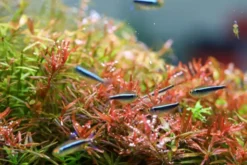 Rampe LED spéciale aquarium eau douce, TWINSTAR - modèle Light 80A II