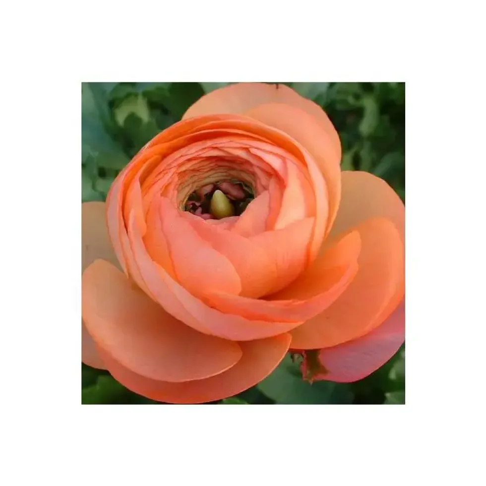 Renoncule à fleurs doubles.