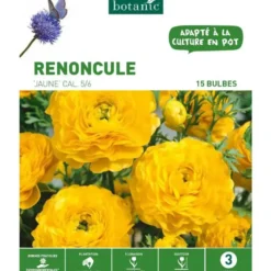 Renoncule jaune botanic® - 15 bulbes