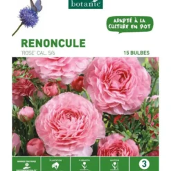 Renoncule rose botanic® - 15 bulbes