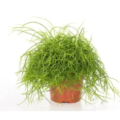 Rhipsalis cassutha
