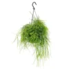 Rhipsalis Cassutha suspension Ø14xH40 cm