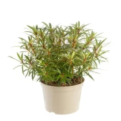 Rhododendron graziella rose en pot de 7,5 L