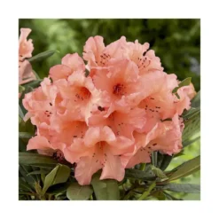 Rhododendron tortoiseshell orange en pot de 7,5 L