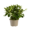 Rhododendron van wilgens rouge en pot de 7,5 L