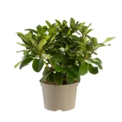 Rhododendron van wilgens rouge en pot de 7,5 L