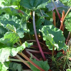 Rhubarbe Bio. Le pot de 10,5 cm