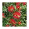 Rince bouteille (Callistemon Laevis). Le pot de 5 litres