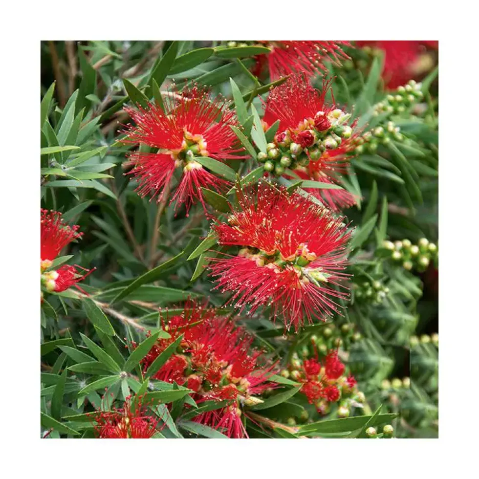 Rince bouteille (Callistemon Laevis). Le pot de 5 litres
