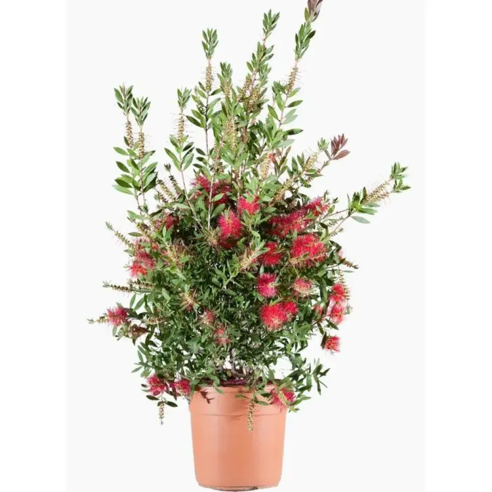 Rince bouteille (Callistemon Citrinus Splendens) 40/50. Le pot de 7 litres
