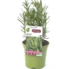 Romarin Officinal Bio. Le pot de 1 litre